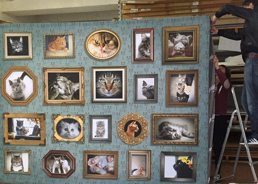 Eventi: mostra felina in granguerdia a Verona per Prolife